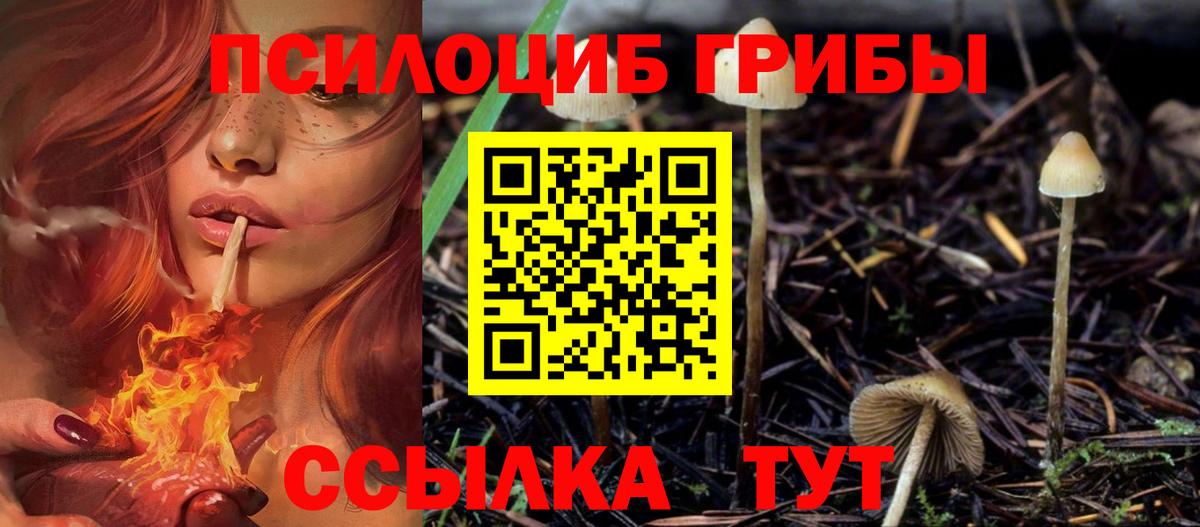 Псилоцибиновые грибы мицелий Гатчина